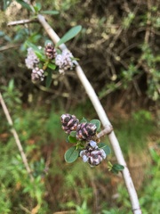 Ceanothus cuneatus ramulosus