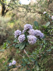 Ceanothus cuneatus ramulosus