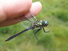 Somatochlora alpestris