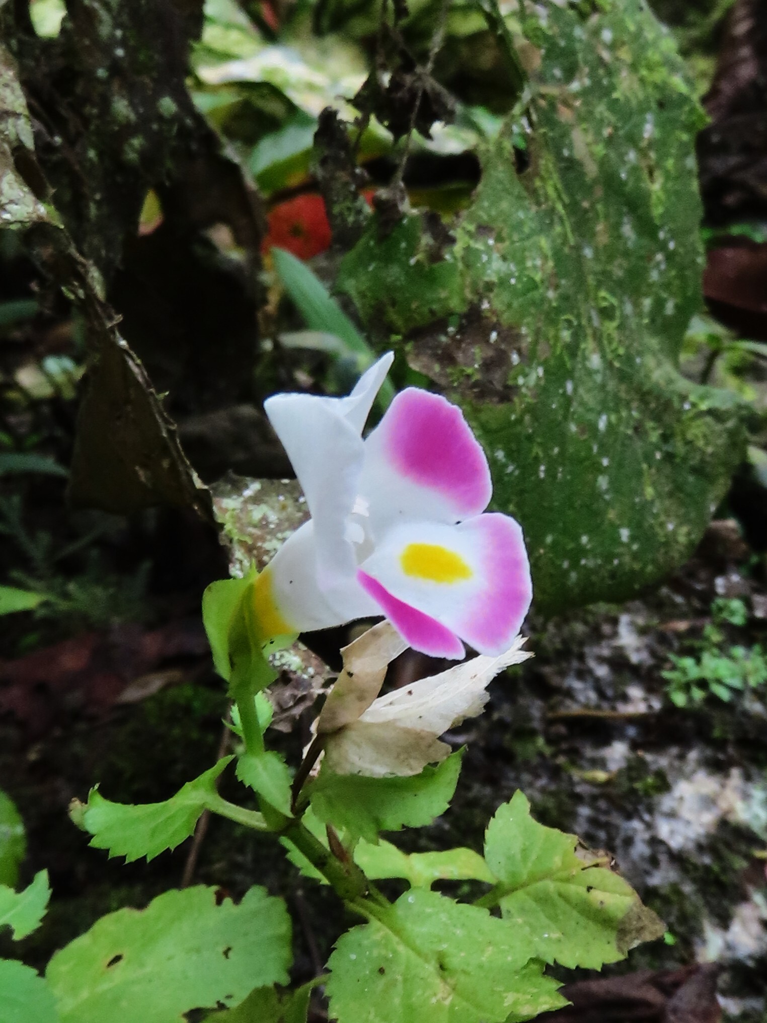 Bluewings (Torenia fournieri)