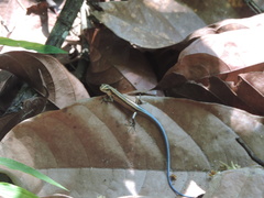 Emoia caeruleocauda