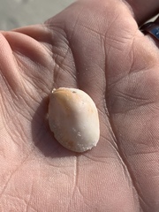 Crepidula fornicata image