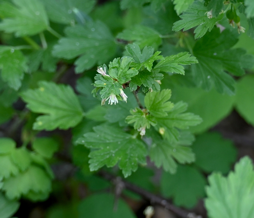Smooth Gooseberry (Ribes hirtellum)