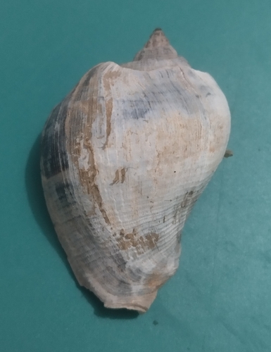 Melongena melongena