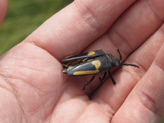 Calocomus desmarestii