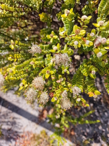 Pimelea ferruginea, photograph 5