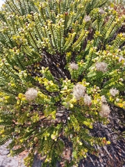 Pimelea ferruginea, photograph author not stated, no rights reserved
