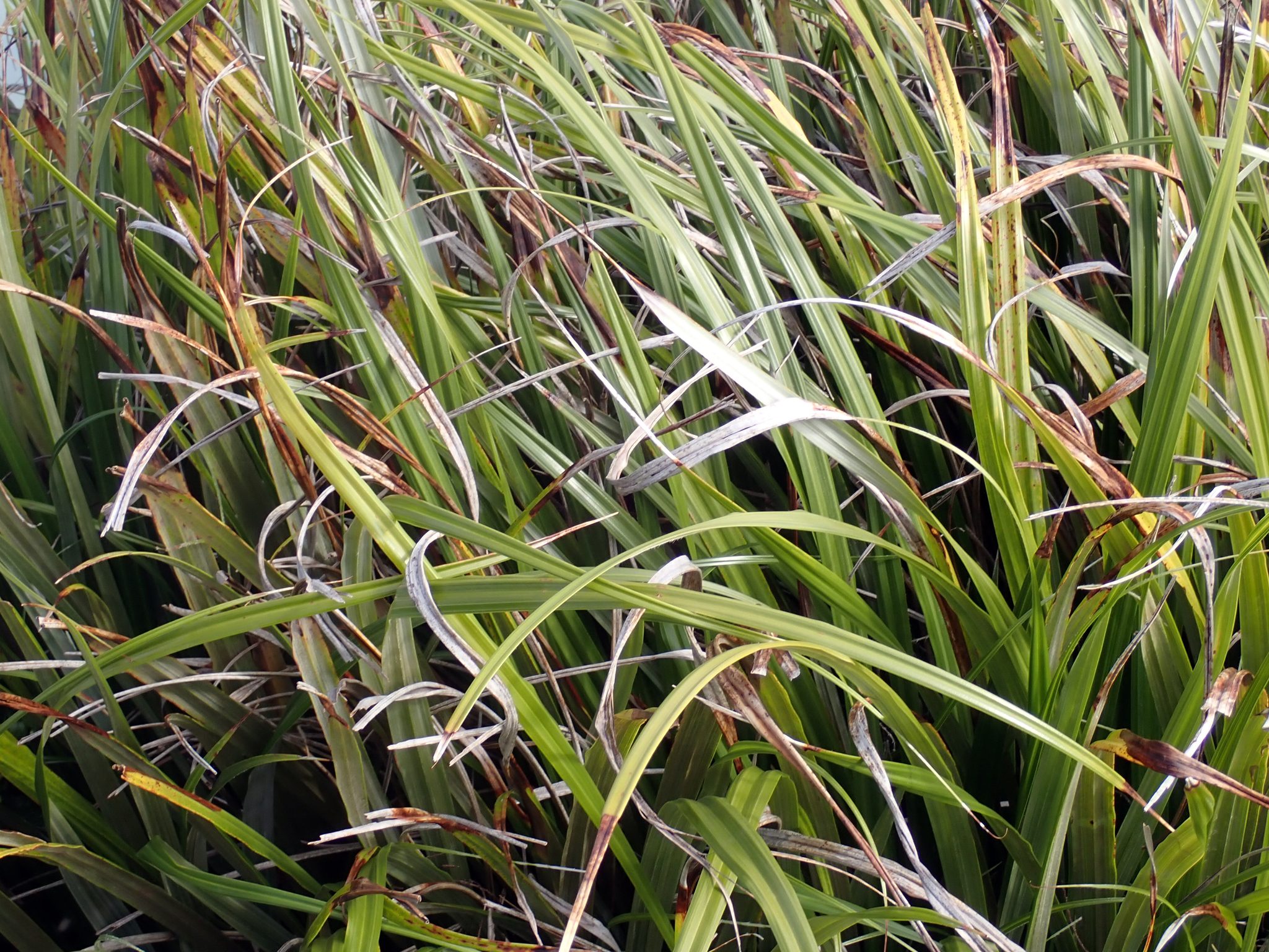 Coastal Astelia (Astelia banksii)