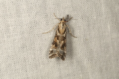Nomophila corticalis