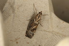 Nomophila corticalis