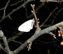 Theria rupicapraria