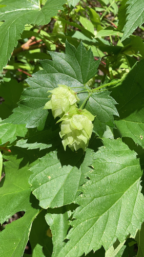 western hop (Humulus neomexicanus)