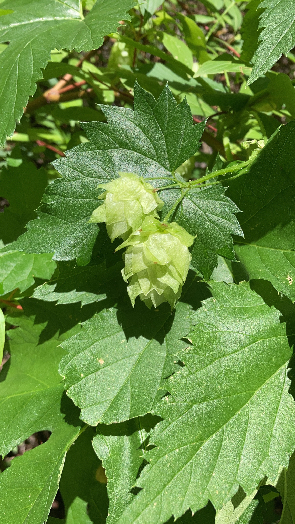Western Hop (Humulus neomexicanus)