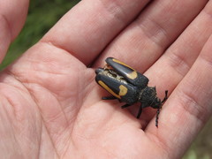 Calocomus desmarestii