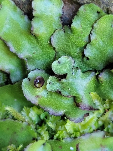 Marchantia foliacea