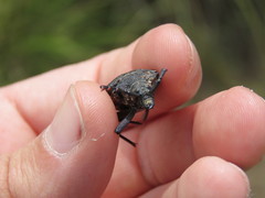 Calocomus desmarestii