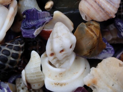 Pascula ochrostoma observed 2026-03-14