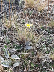 Brachyglottis haastii