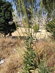 Reseda luteola