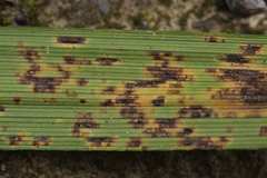 Puccinia lagenophorae