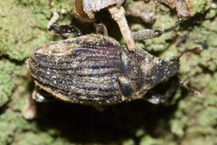 Psepholax