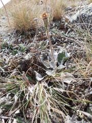 Brachyglottis haastii