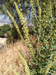 Reseda luteola