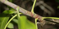 Heteromorpha arborescens