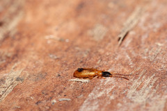 Demetrias monostigma