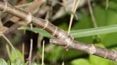 Heteromorpha arborescens