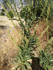 Reseda luteola