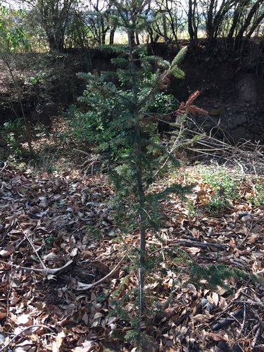 Durango fir