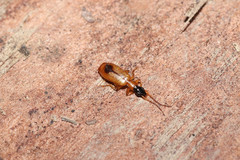 Demetrias monostigma