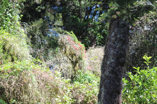 Tropaeolum speciosum, photograph 6