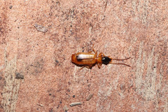 Demetrias monostigma