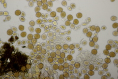 Puccinia lagenophorae