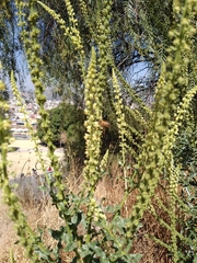 Reseda luteola