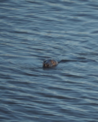 Halichoerus grypus grypus