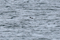 Bucephala clangula clangula