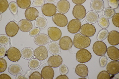 Puccinia lagenophorae