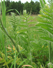 Papaver × pseudo-orientale