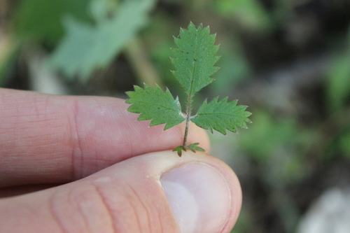 Acaena juvenca, photograph 5