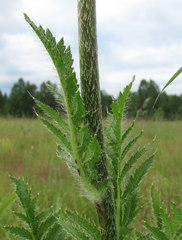 Papaver × pseudo-orientale