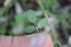 Acaena juvenca, photograph (c) Joe Dillon, some rights reserved (CC BY)