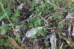 Acaena juvenca, photograph (c) Joe Dillon, some rights reserved (CC BY)