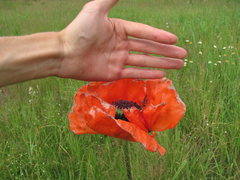 Papaver × pseudo-orientale