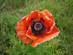 Papaver × pseudo-orientale