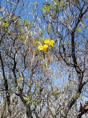 Tecoma stans