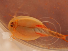Triops australiensis australiensis