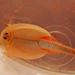 Triops australiensis australiensis - Photo (c) Ted Johansen, some rights reserved (CC BY-NC), uploaded by Ted Johansen